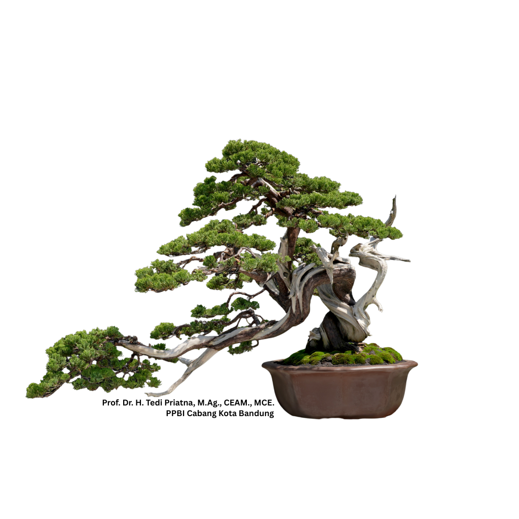 Bonsai Hero Image