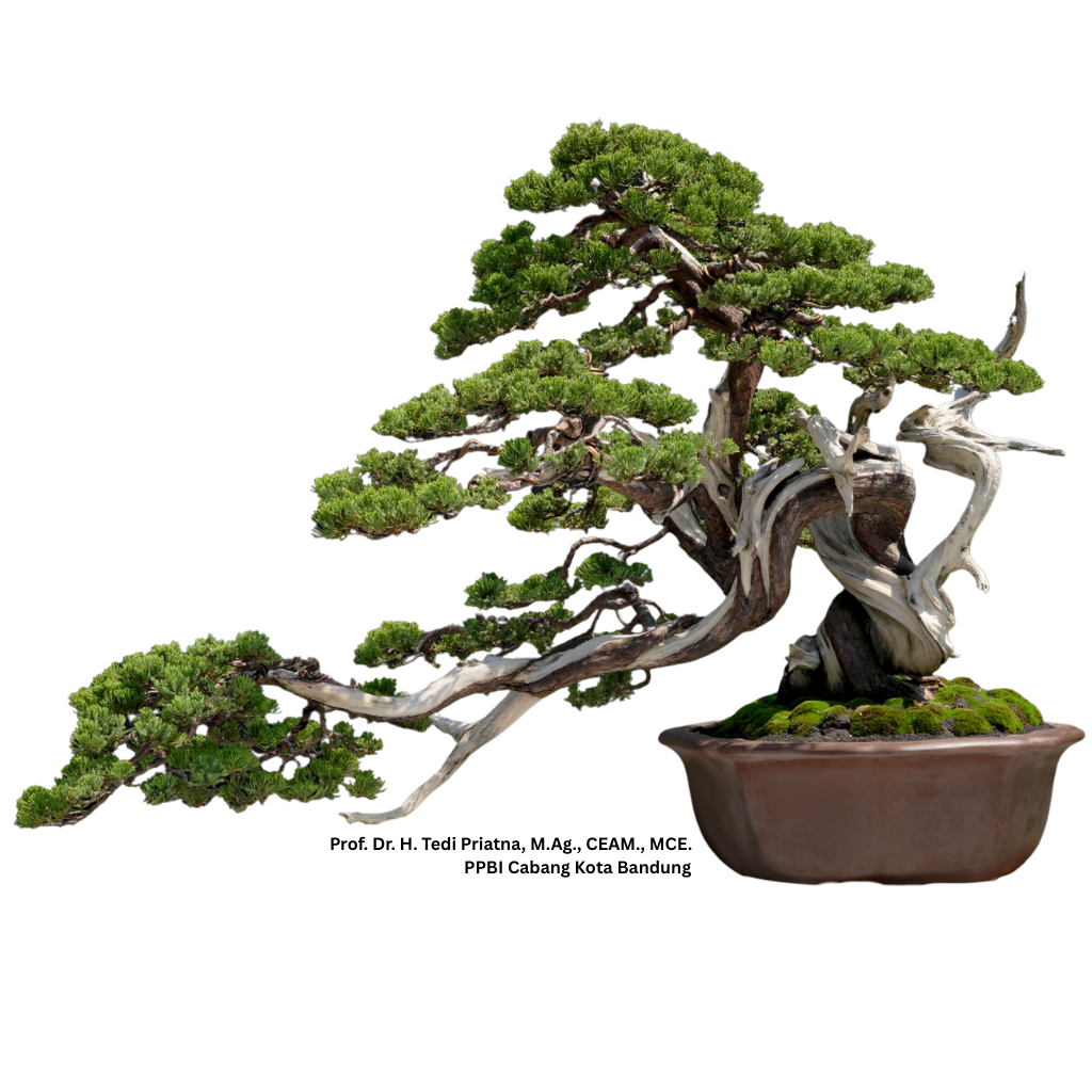 Bonsai Hero Image