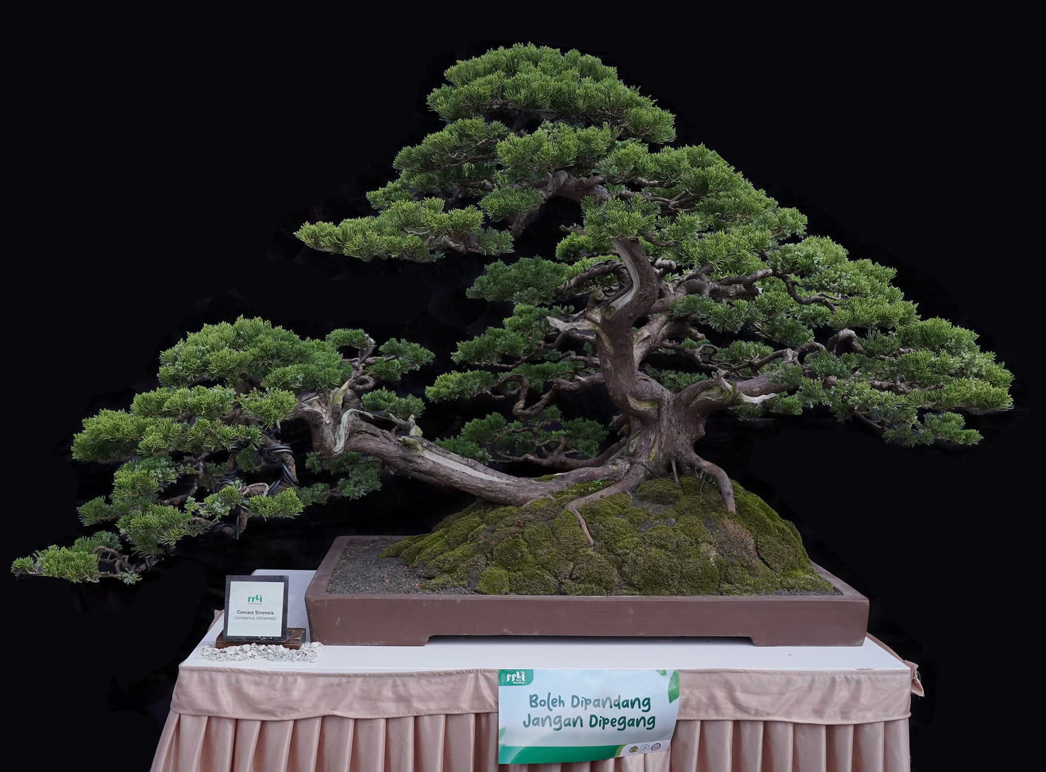 600 Bonsai Bernilai Miliaran Rupiah Ramaikan Acara “Bonsai Bandung Juara Goes to Campus” di UIN Sunan Gunung Djati Bandung